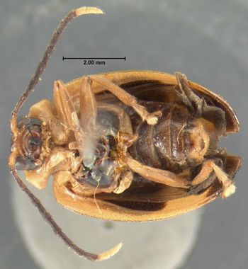 Media type: image; Entomology 19420   Aspect: habitus ventral view